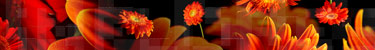view large strip inflorescencia